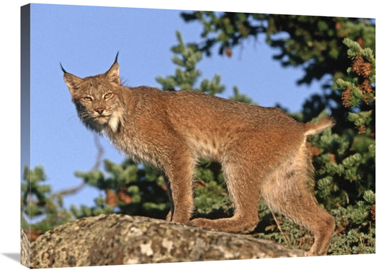 Canada Lynx Canvas Wall Art – 24x32 Wildlife Nature Print on Stretched Canvas